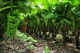 Subfoliar.jpg